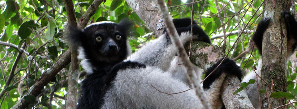 Lemurien Madagascar